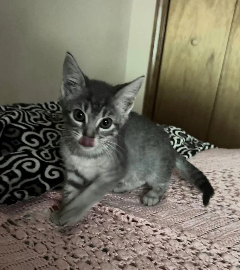 A baby small-sized female Gray / Blue / Silver Domestic Short Hair cat named Splash for adoption in Bossier City, LA