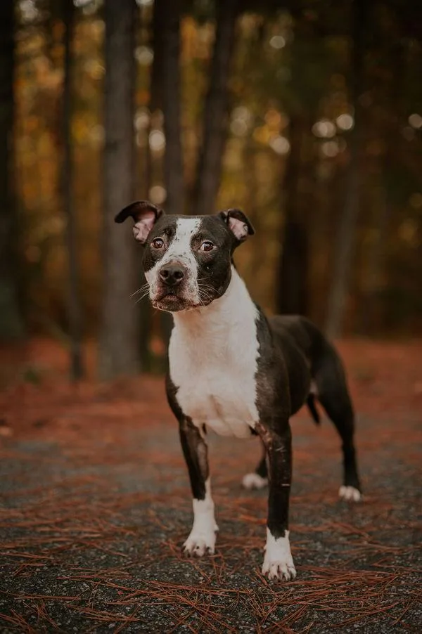 An adult medium-sized female Pit Bull Terrier dog named Scarlett for adoption in Dallas, GA