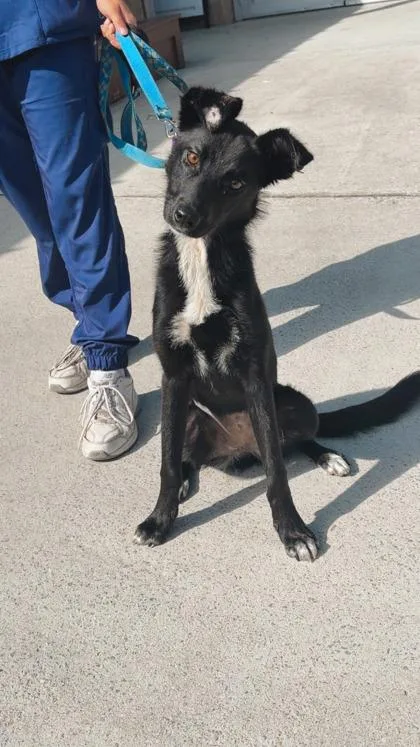 An adult medium-sized female Border Collie dog named a Teela for adoption in North Charleston, SC