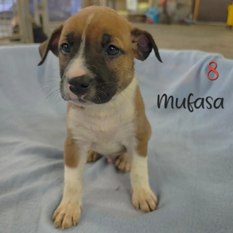 Mufasa