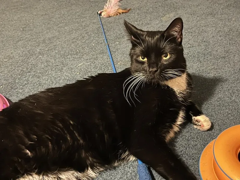 An adult large-sized male Black & White / Tuxedo Domestic Short Hair cat named Edgar for adoption in Bolton, CT