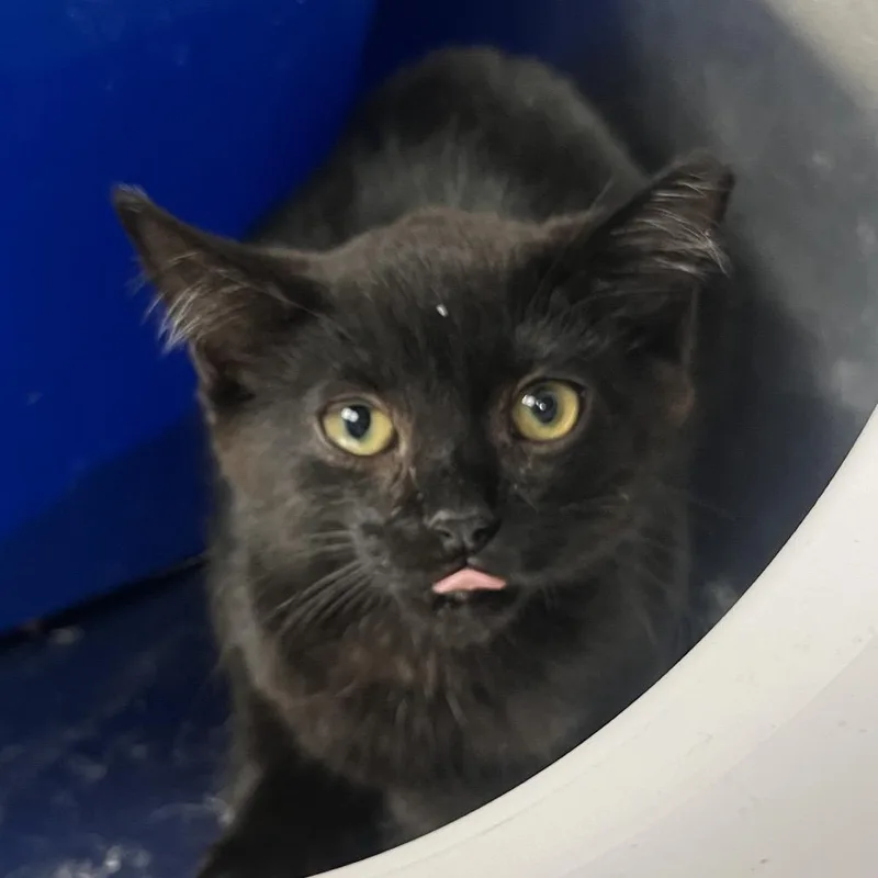 A baby small-sized female Black Domestic Short Hair cat named Tarde for adoption in Mentor, OH