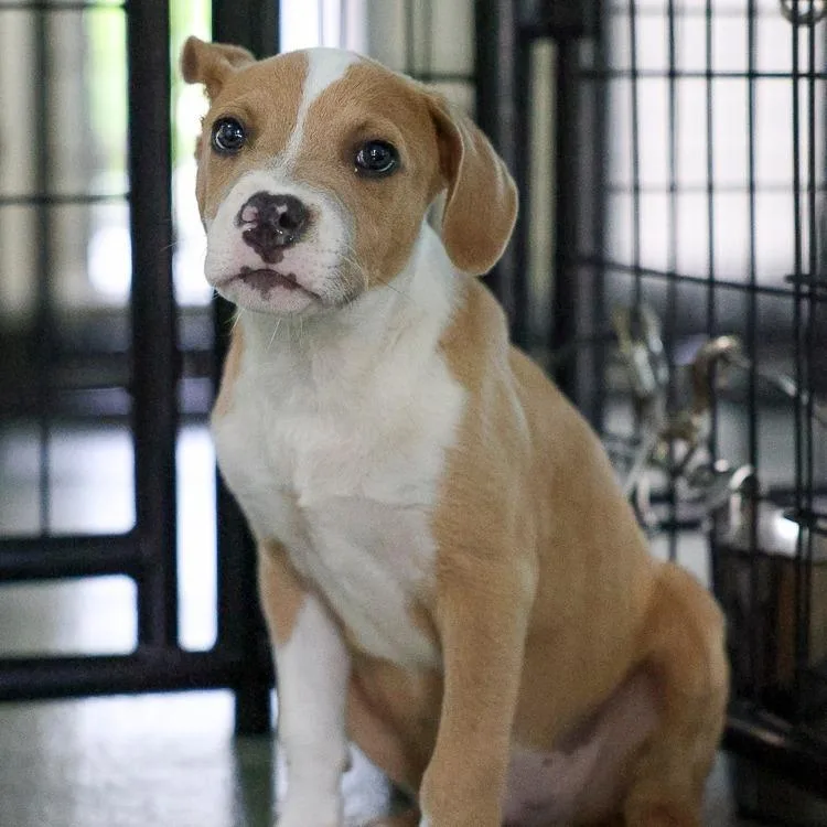 A baby medium-sized male Yellow / Tan / Blond / Fawn Mixed Breed dog named Elliott for adoption in Bradenton, FL