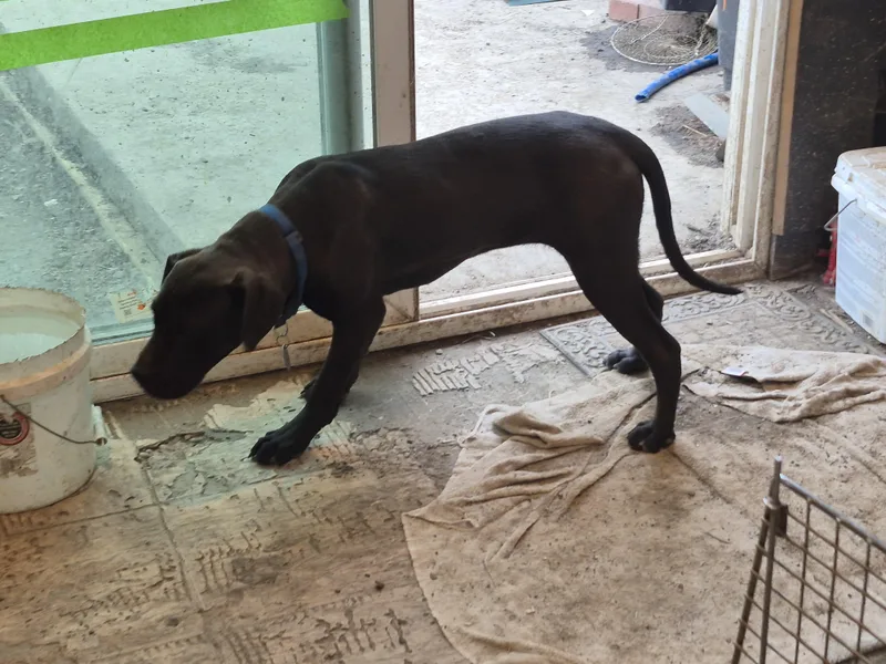 A young medium-sized female Chocolate Labrador Retriever dog named Lumpy for adoption in Plum, PA