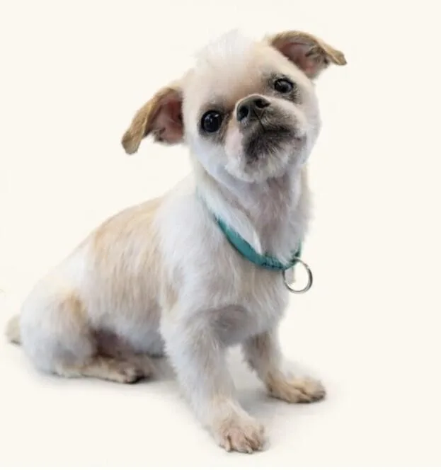 An adult small-sized male Shih Tzu dog named Major for adoption in Washington, DC