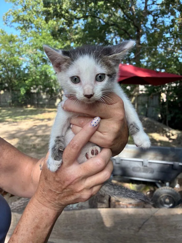 A baby medium-sized male Domestic Short Hair cat named Falcon for adoption in Little Rock, AR