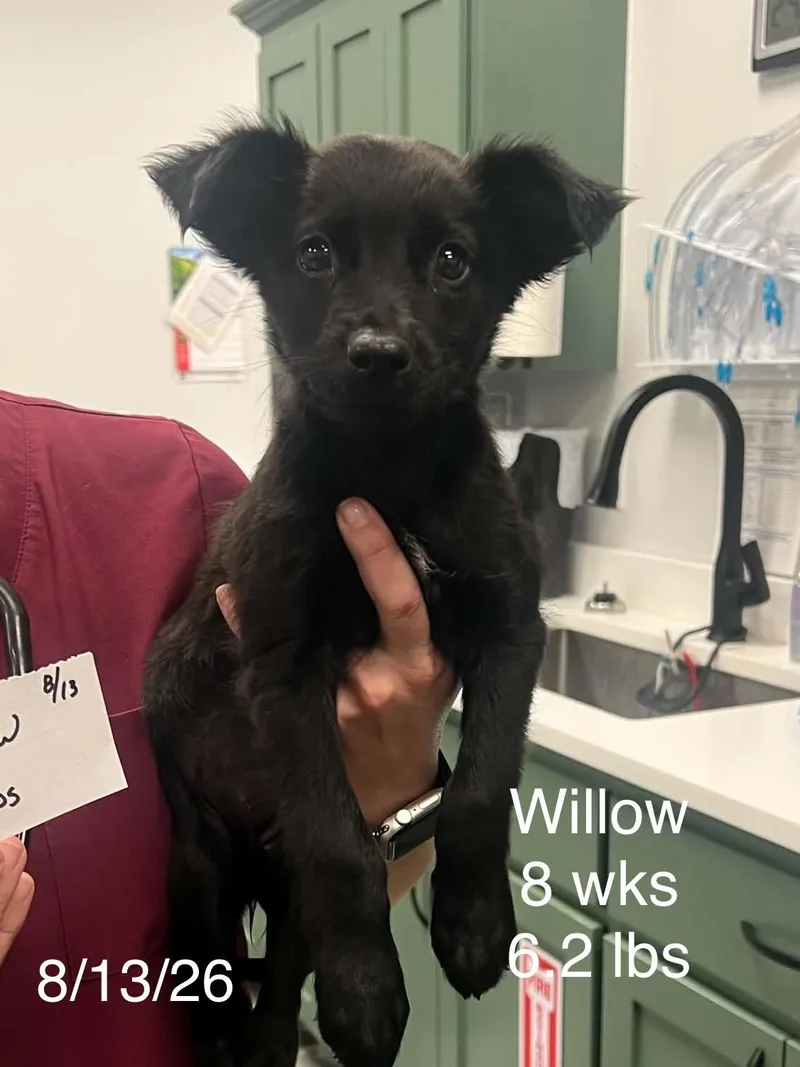 Willow