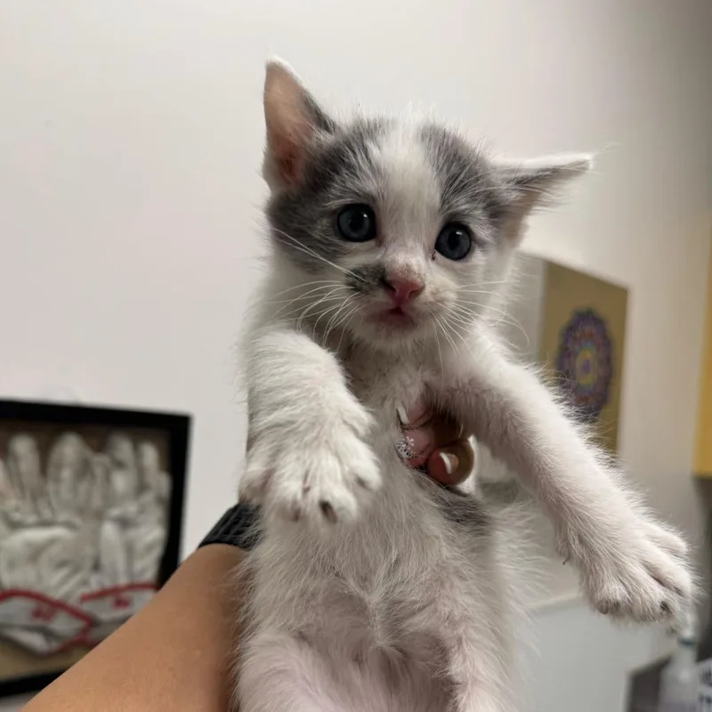 A baby small-sized female White Domestic Short Hair cat named Sweet Potato Pie for adoption in Los Angeles, CA