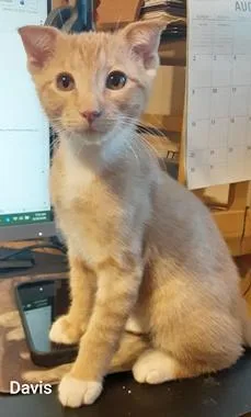 A baby medium-sized male Tabby (Orange / Red) Domestic Short Hair cat named Davis for adoption in North Highlands, CA