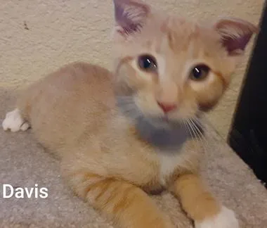 Davis thumbnail 2