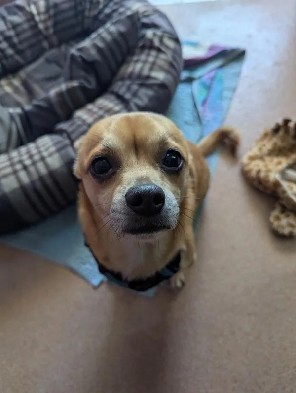 An adult small-sized male Terrier dog named Bouncyball for adoption in Healdsburg, CA