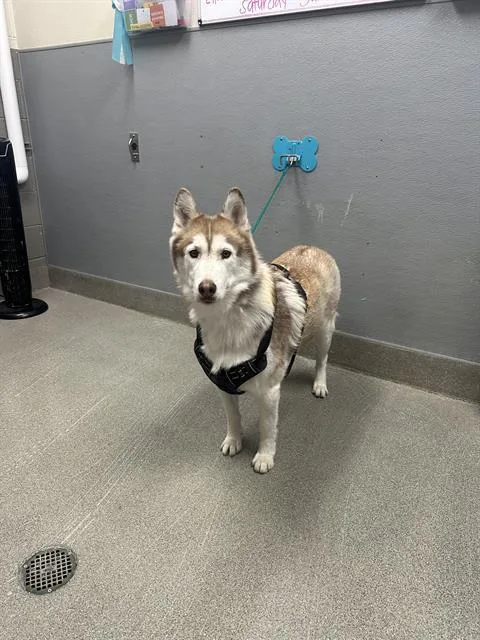 Balto