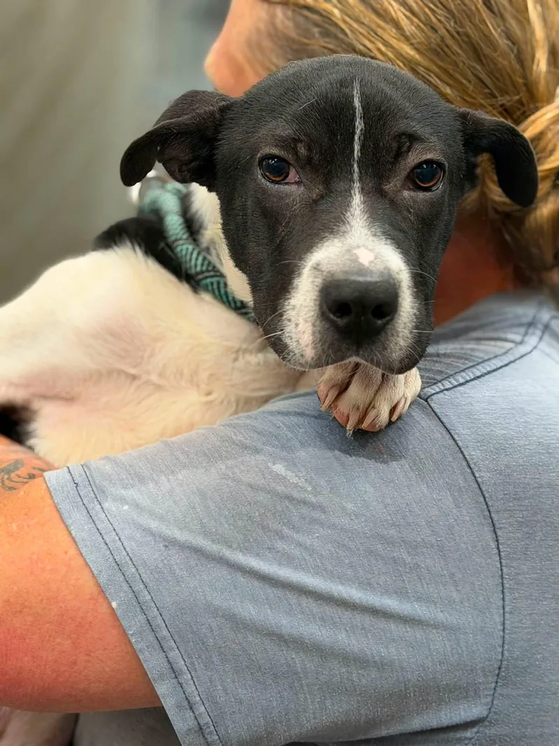 A young medium-sized male Mixed Breed dog named Tommy for adoption in Elizabethtown, NC
