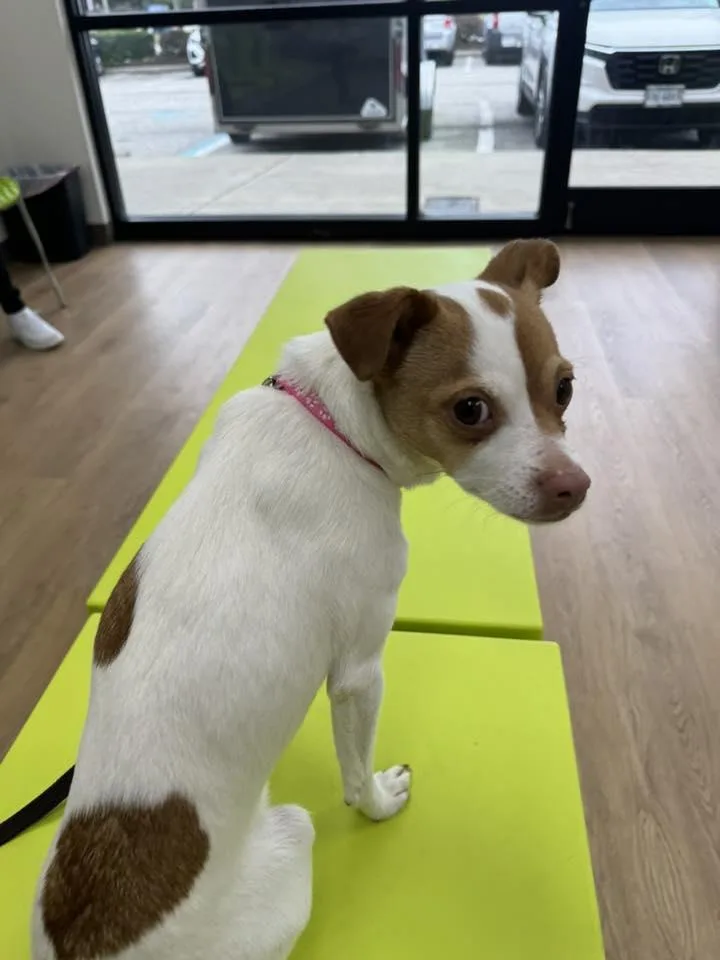 A young small-sized female White / Cream Chihuahua dog named Theresa for adoption in Yorktown, VA