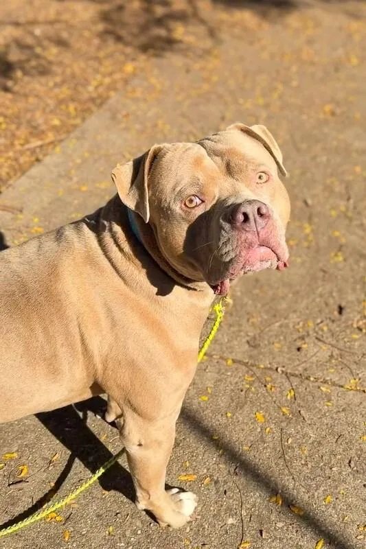An adult large-sized male Yellow / Tan / Blond / Fawn Mixed Breed dog named Lloyd Christmas for adoption in Cincinnati, OH