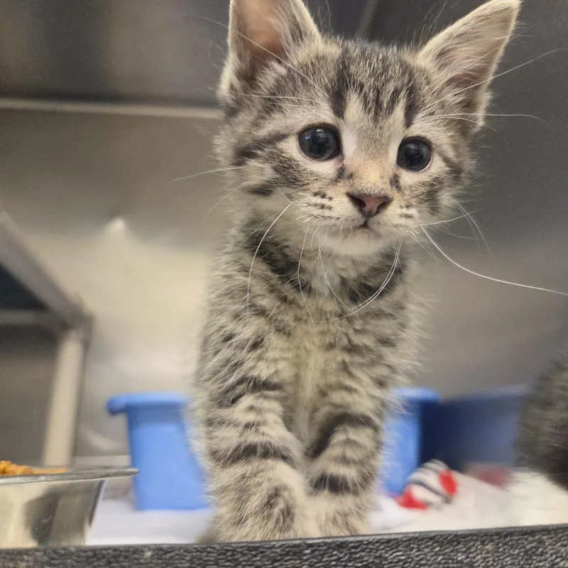 A baby small-sized male Brown / Chocolate Domestic Short Hair cat named Teddy for adoption in Rock Falls, IL