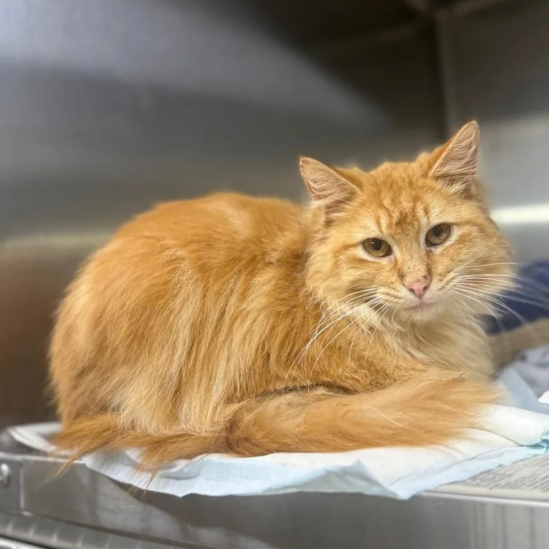 A young medium-sized male Orange / Red Domestic Medium Hair cat named Pleakly for adoption in Duncan, OK