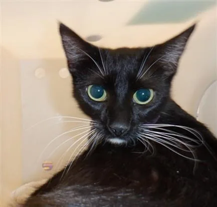A young small-sized female Domestic Short Hair cat named Alaska for adoption in San Jose, CA