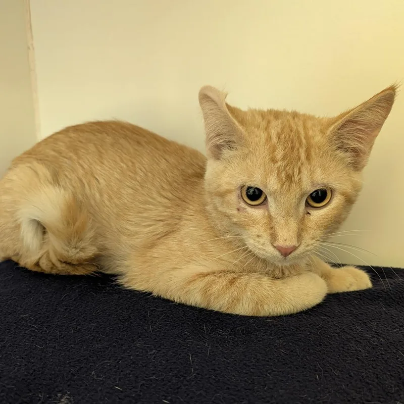 A baby medium-sized female Orange / Red Domestic Short Hair cat named Wendi for adoption in Columbia, MO