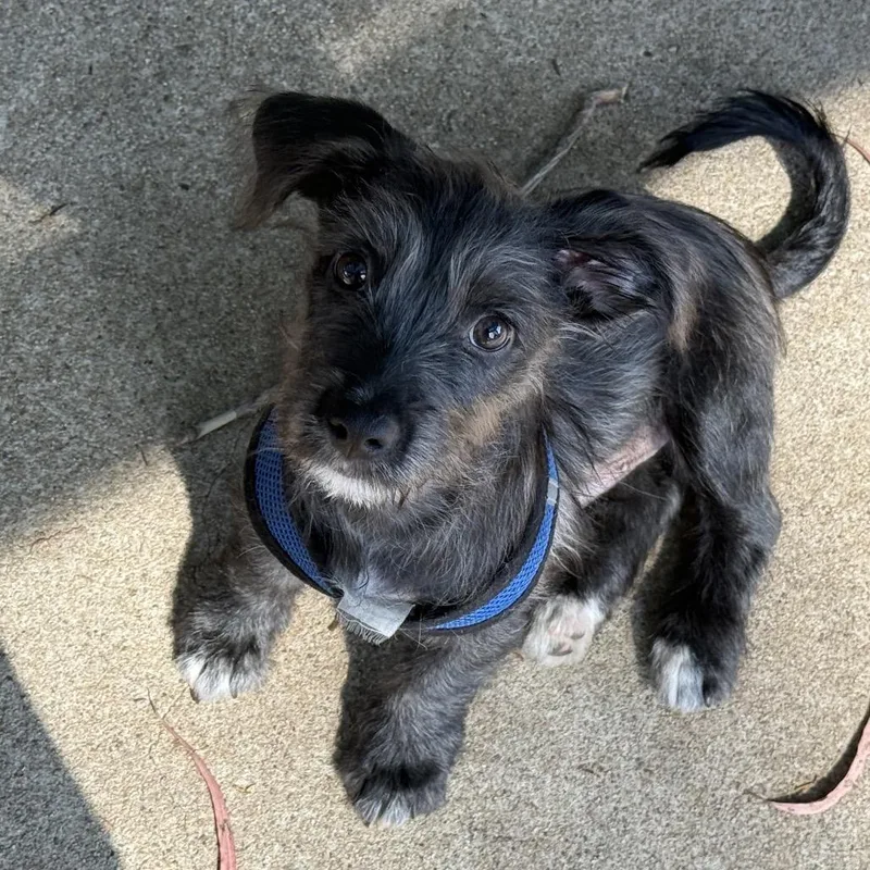 A baby small-sized male Black Wirehaired Terrier dog named Einstein for adoption in San Diego, CA