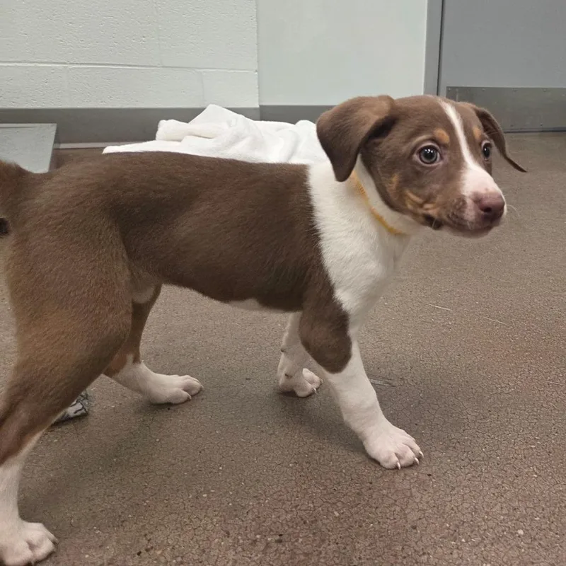 A baby small-sized female Brown / Chocolate Beagle dog named Pop for adoption in Chattanooga, TN