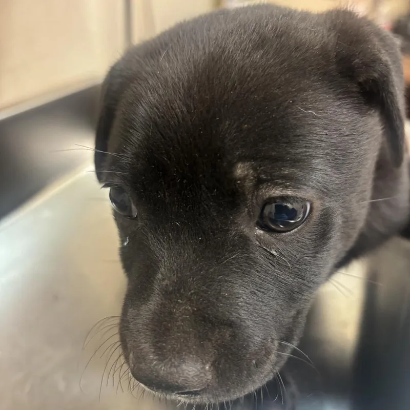 A baby small-sized female Black Pit Bull Terrier dog named Sam for adoption in Birmingham, AL
