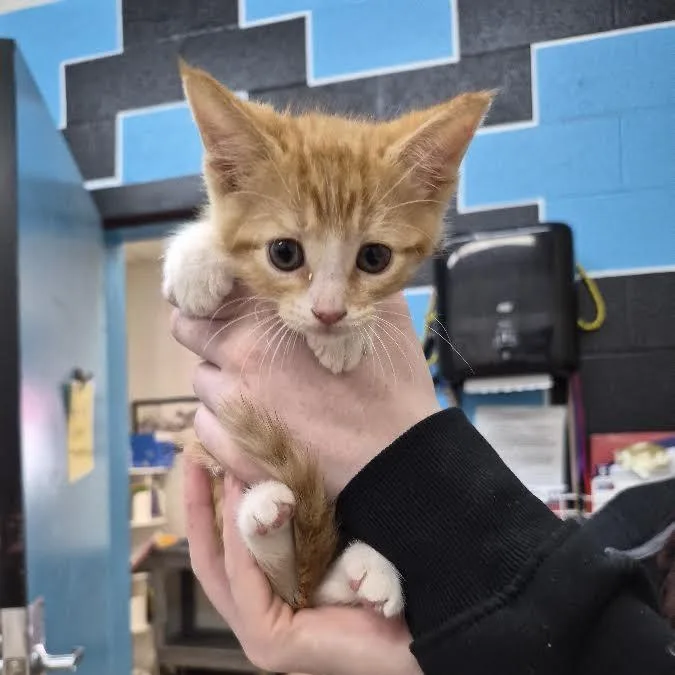 A baby small-sized male Orange / Red Domestic Short Hair cat named Freddie for adoption in Ardmore, OK