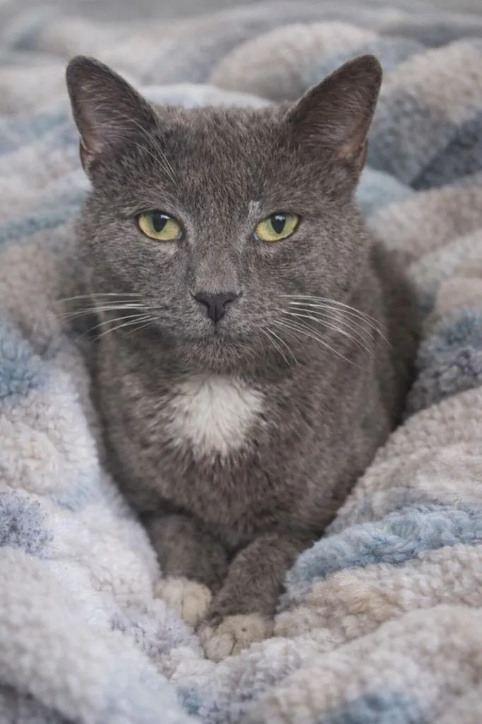 An adult large-sized male Domestic Short Hair cat named Shimmer for adoption in Ewing, NJ