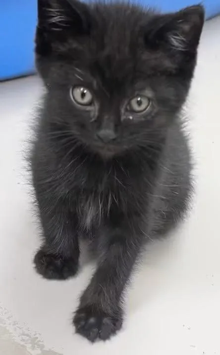A baby medium-sized male Black Domestic Short Hair cat named Hugo for adoption in Carthage, IL