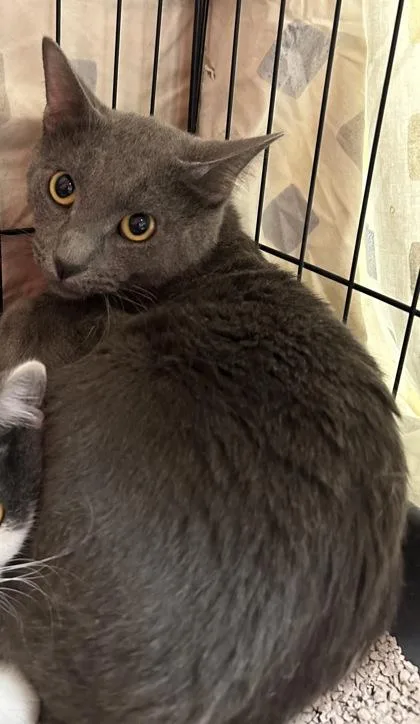 An adult small-sized male Domestic Short Hair cat named Biscuit for adoption in Phoenix, AZ