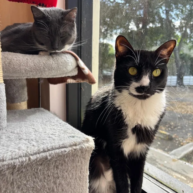 An adult medium-sized female Black Domestic Short Hair cat named Tessie for adoption in Lauderhill, FL