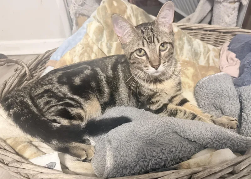A baby medium-sized male Tabby (Gray / Blue / Silver) Domestic Short Hair cat named Shia for adoption in Metairie, LA