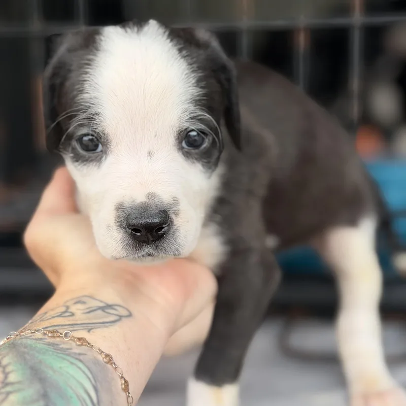 A baby medium-sized female Black Pit Bull Terrier dog named Lubriderm for adoption in Columbia, SC