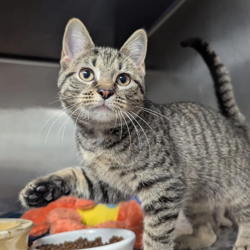 A baby small-sized female Brown / Chocolate Domestic Short Hair cat named Vienna for adoption in Evansville, IN
