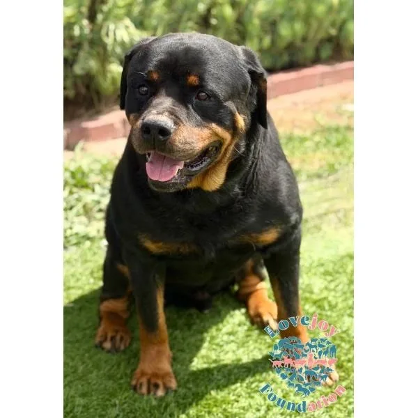 An adult large-sized male Black Rottweiler dog named Ezra RB for adoption in Inglewood, CA