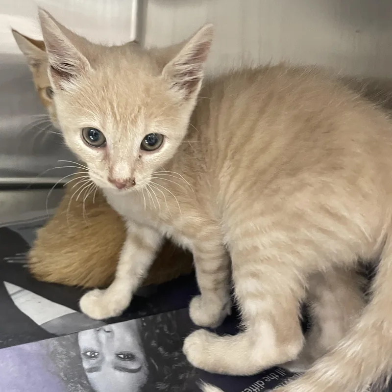 A baby small-sized male Buff / Tan / Fawn Domestic Short Hair cat named Pinball for adoption in Greenback, TN