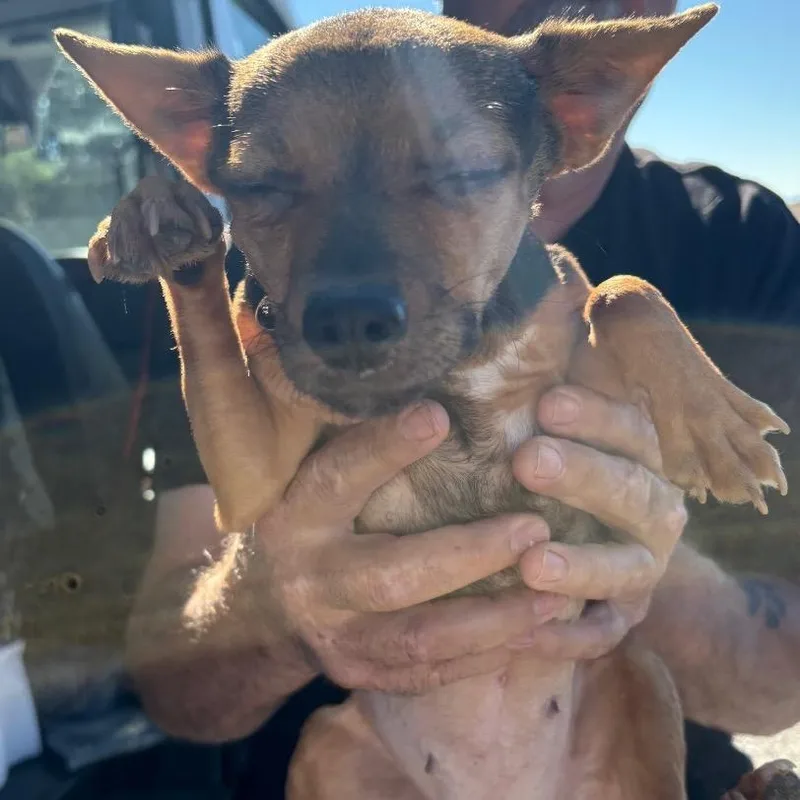 An adult small-sized female Black Chihuahua dog named Trembles for adoption in Reno, NV