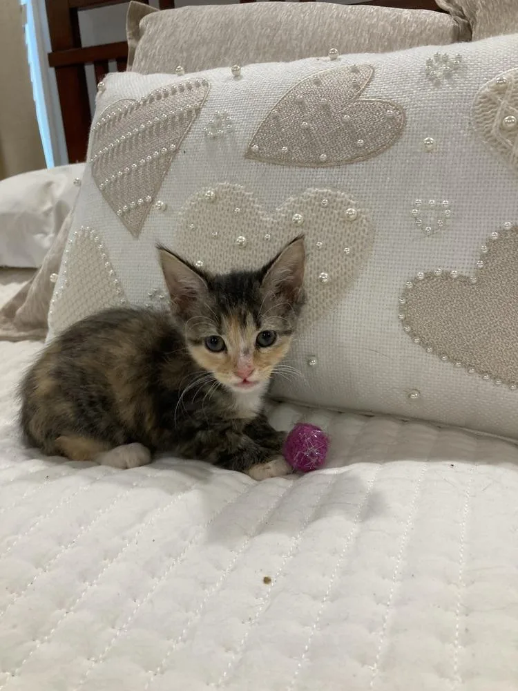 A baby small-sized female Domestic Short Hair cat named Lily for adoption in Salisbury, NC