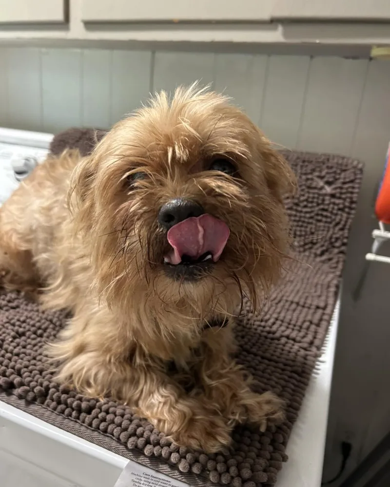 Chewbacca thumbnail 3