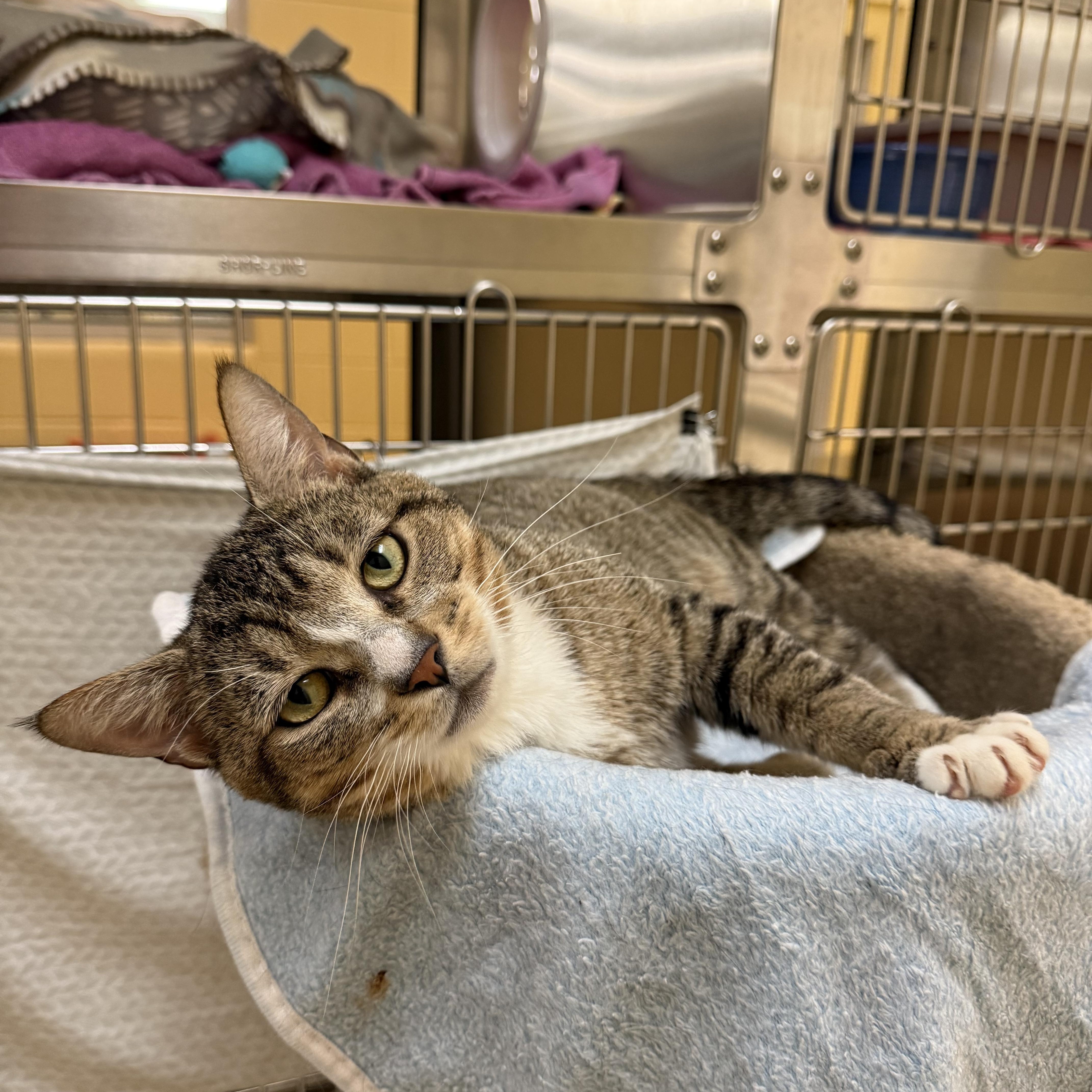 An adult medium-sized male Domestic Short Hair cat named Bart for adoption in Brownsville, VT