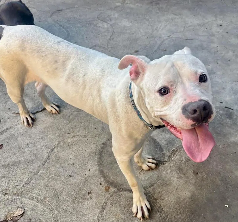 A young large-sized male White / Cream American Staffordshire Terrier dog named Cookie for adoption in Sherman Oaks, CA