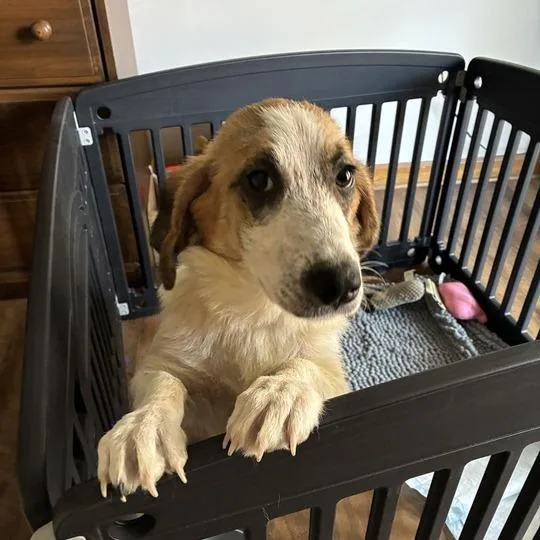 Kia Soul thumbnail 2