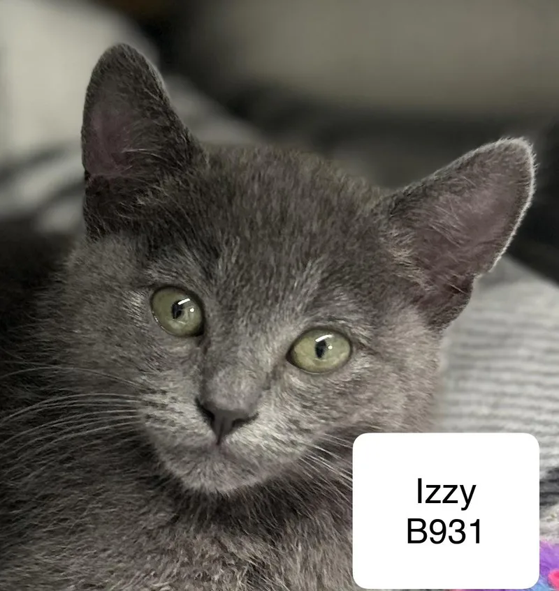 Izzy