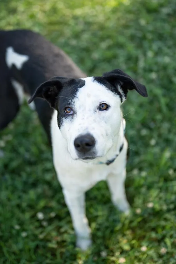 An adult large-sized female Australian Cattle Dog / Blue Heeler dog named Summer for adoption in Stratham, NH
