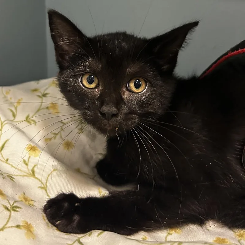 A baby small-sized female Black Domestic Short Hair cat named Reyna for adoption in Chattanooga, TN