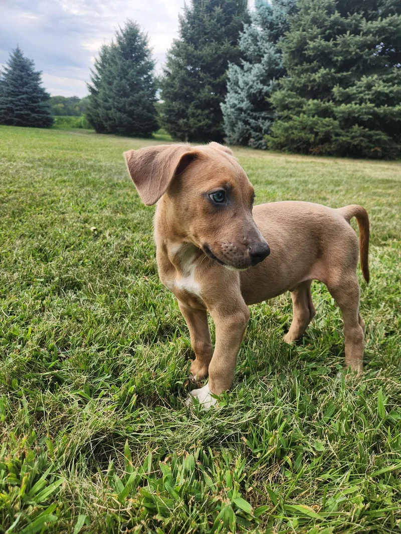 A baby large-sized male Doberman Pinscher dog named Tango for adoption in Minneapolis, MN