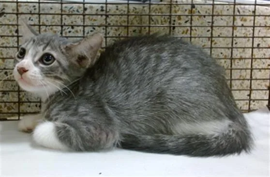 A baby small-sized female Domestic Short Hair cat named Marge for adoption in Miami, FL