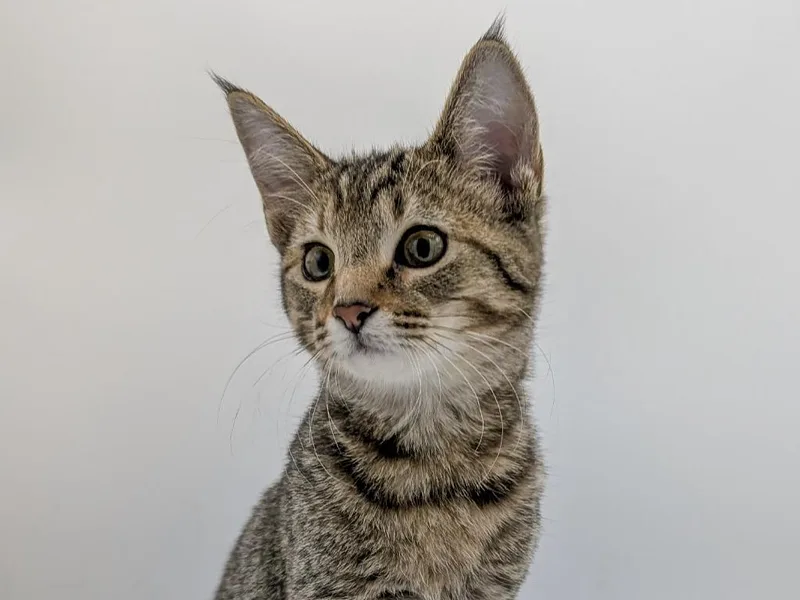 A baby small-sized female Domestic Short Hair cat named Burrito for adoption in Powell, OH