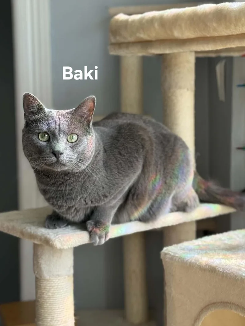 An adult medium-sized male Domestic Short Hair cat named Baki for adoption in Chicopee, MA