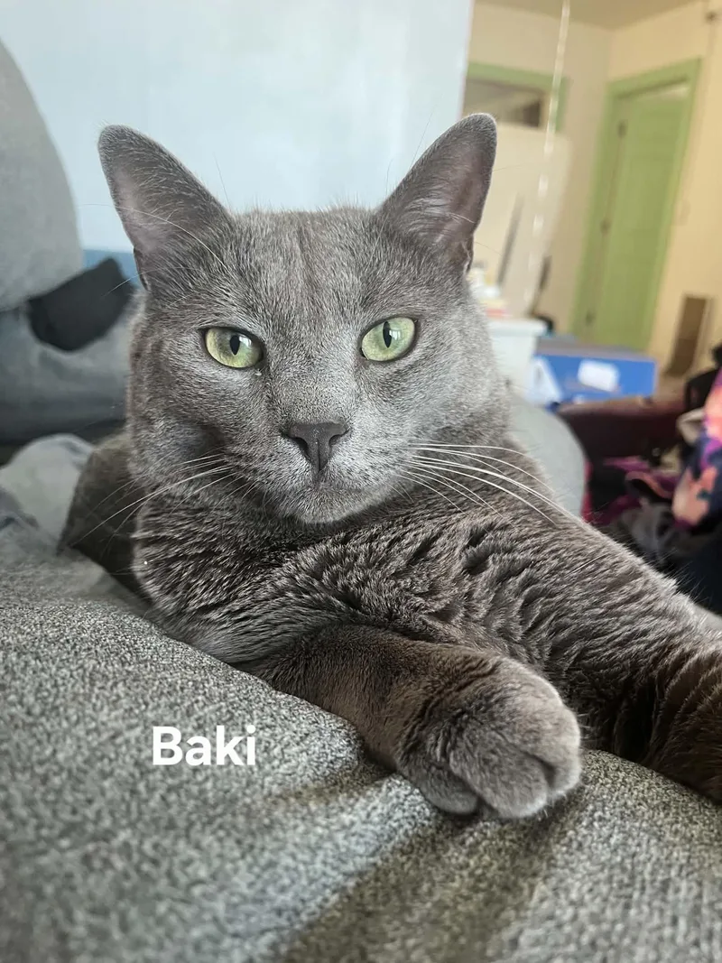 Baki thumbnail 2